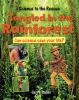 Tangled_in_the_rainforest