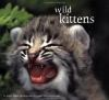Wild_kittens