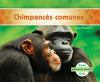 Chimpanc__s_comunes