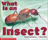What_is_an_insect_
