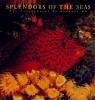 Splendors_of_the_seas